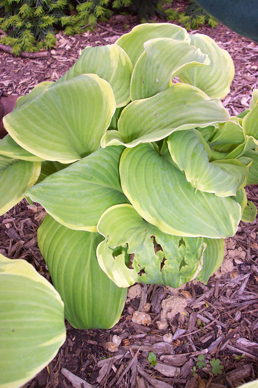 Hosta