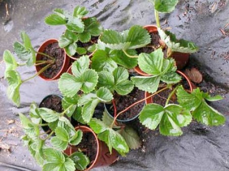Strawberries