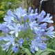 Agapanthus