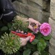 Deadheading Roses