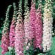 Foxgloves