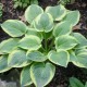 Hosta - herbaceous perennial