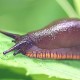 Slugs