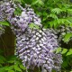 Wisteria