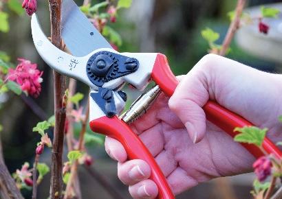 Secateurs