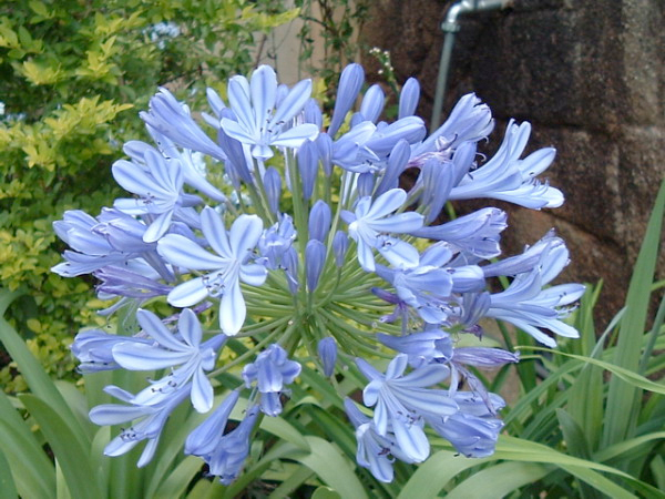 Agapanthus