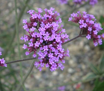 Verbena bonariensis