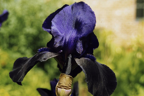 Iris ‘Deep Black’ 